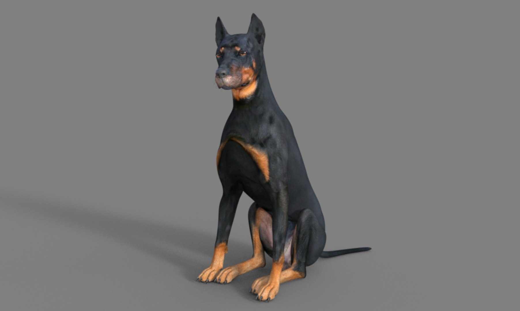 3D Doberman dog https://p.turbosquid.com/ts-thumb/9w/bBzAV2/Sf/dogdober03/png/1744926695/1920x1080/fit_q87/622532387ebece3f36011219b48d3a43c318c2b8/dogdober03.jpg