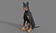 Pies rasy doberman