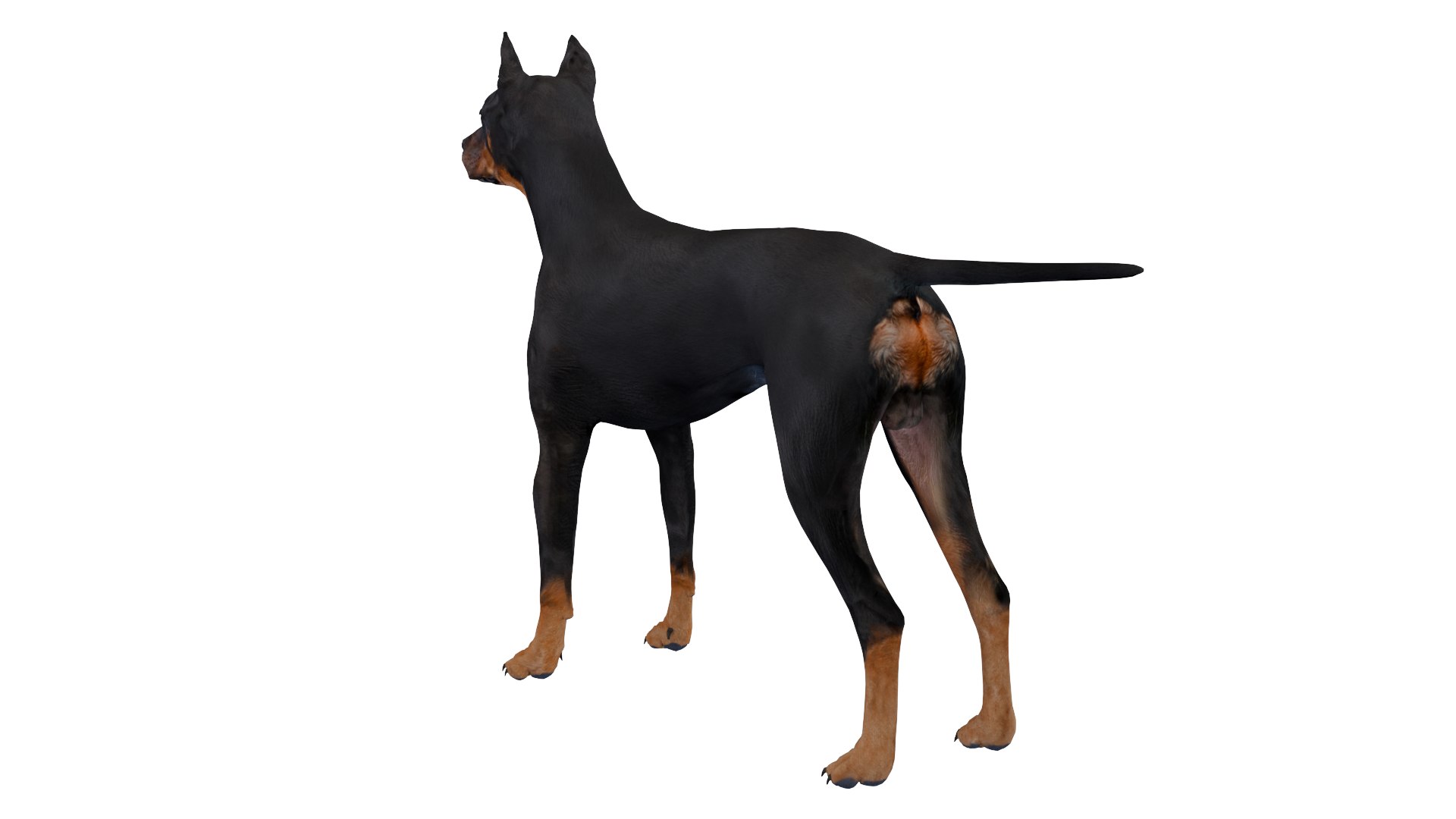 3D Doberman dog https://p.turbosquid.com/ts-thumb/9w/bBzAV2/Uu/dogdober11/png/1744926699/1920x1080/fit_q87/28c4cf8d726391f92cadfeff0e7b5a5032e7a307/dogdober11.jpg