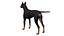 Pies rasy doberman