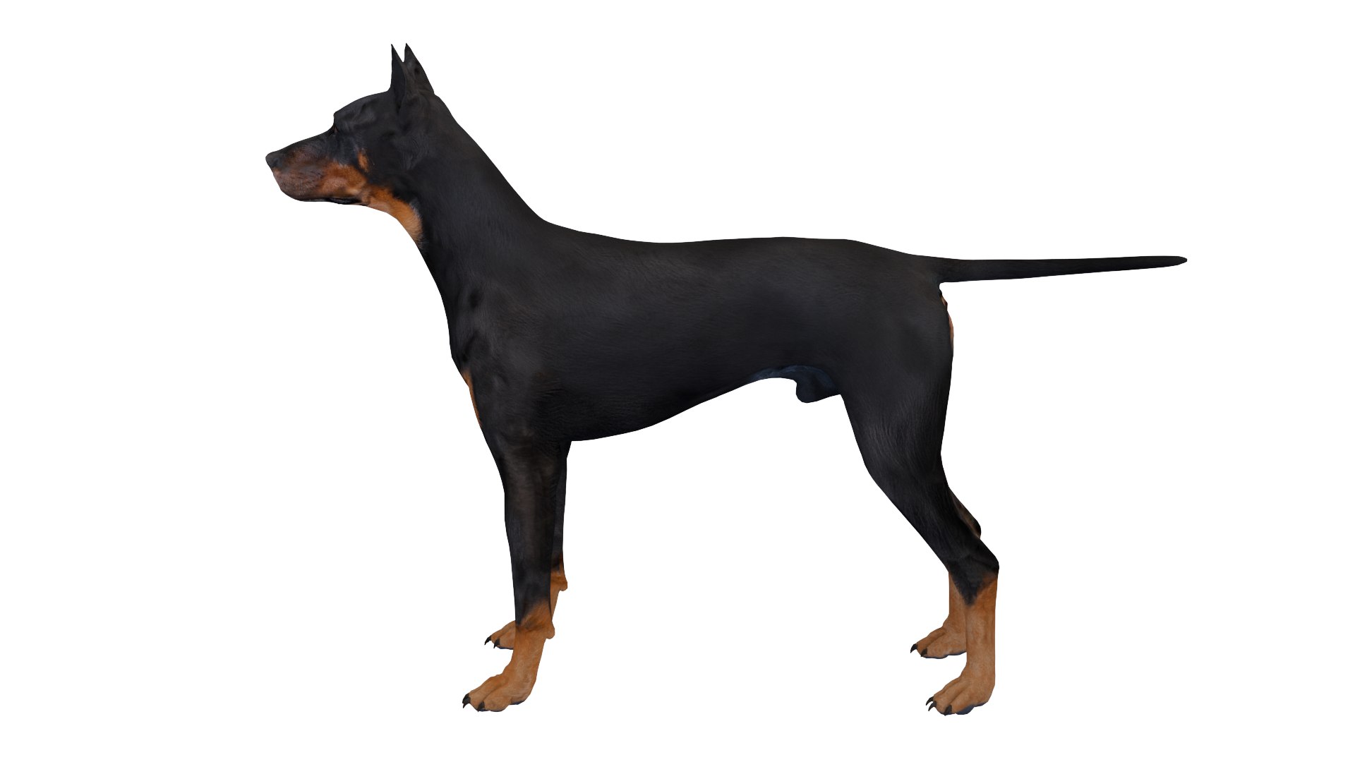 3D Doberman dog https://p.turbosquid.com/ts-thumb/9w/bBzAV2/Ve/dogdober12/png/1744926699/1920x1080/fit_q87/0c04781e08c1a180e01634fba2d7ea508949a353/dogdober12.jpg