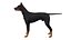 Pies rasy doberman