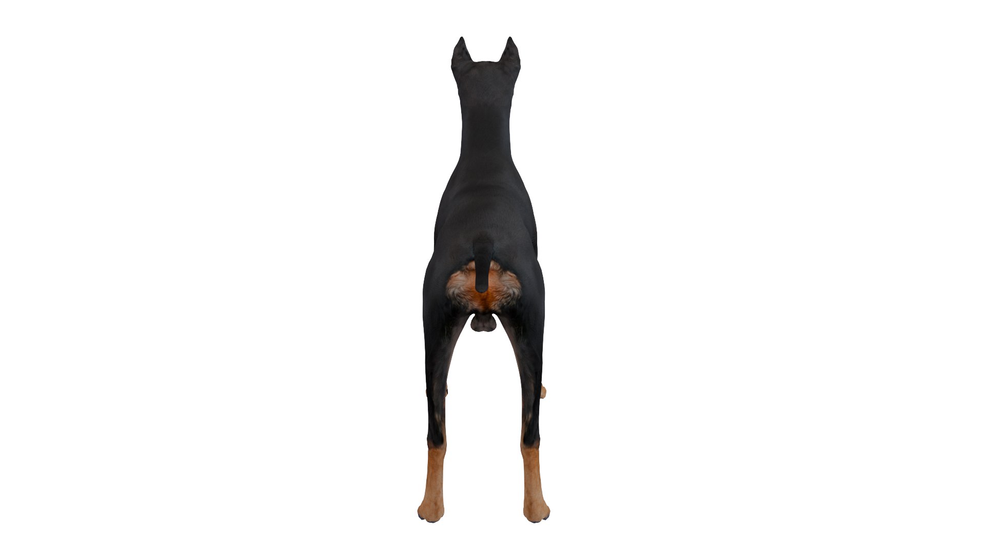 3D Doberman dog https://p.turbosquid.com/ts-thumb/9w/bBzAV2/Vp/dogdober15/png/1744926701/1920x1080/fit_q87/9ca4b93829f8ecbeb58c7fa3d07d6ee94c9a4c5f/dogdober15.jpg