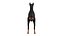 Pies rasy doberman