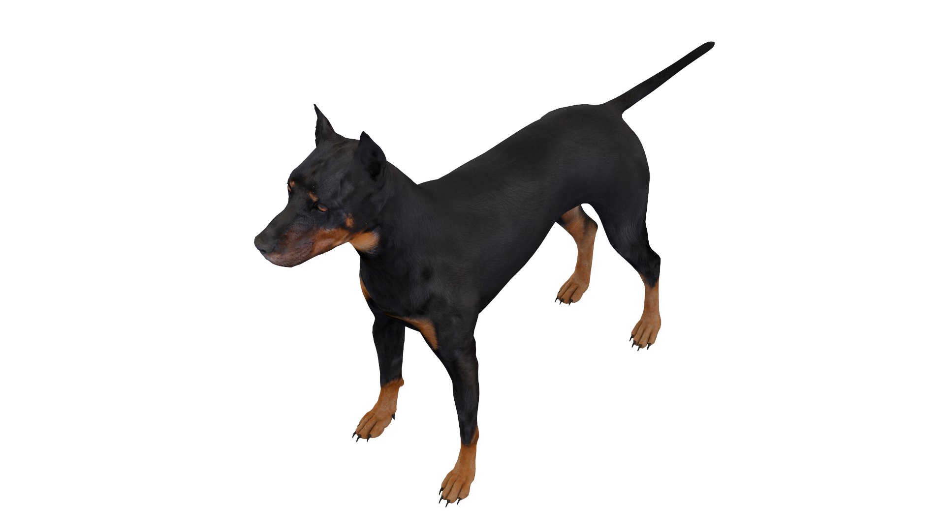 3D Doberman dog https://p.turbosquid.com/ts-thumb/9w/bBzAV2/X5/dogdober13/png/1744926700/1920x1080/fit_q87/1a5413bf71025b7d4481bf38c0175dfc12dd90ca/dogdober13.jpg
