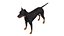 Pies rasy doberman