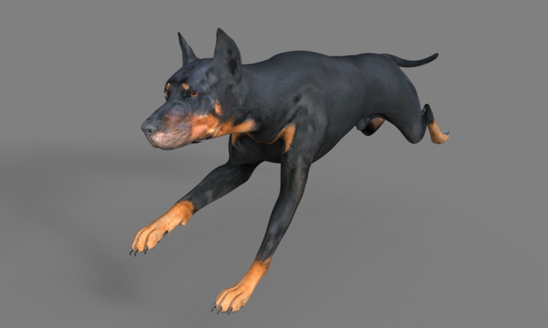 3D Doberman dog https://p.turbosquid.com/ts-thumb/9w/bBzAV2/hQ/dogdober05/png/1744926696/1920x1080/fit_q87/ab24102fbb5180f016242b6013c941051b647ed7/dogdober05.jpg