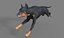 Pies rasy doberman