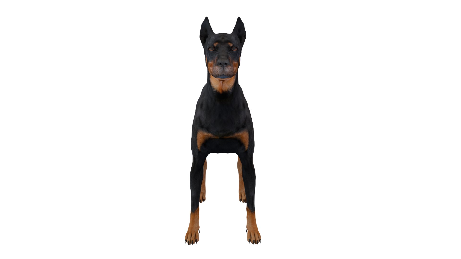 3D Doberman dog https://p.turbosquid.com/ts-thumb/9w/bBzAV2/iB/dogdober07/png/1744926697/1920x1080/fit_q87/7433965084077f92167831632bd9f523616196d9/dogdober07.jpg