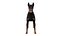 Pies rasy doberman