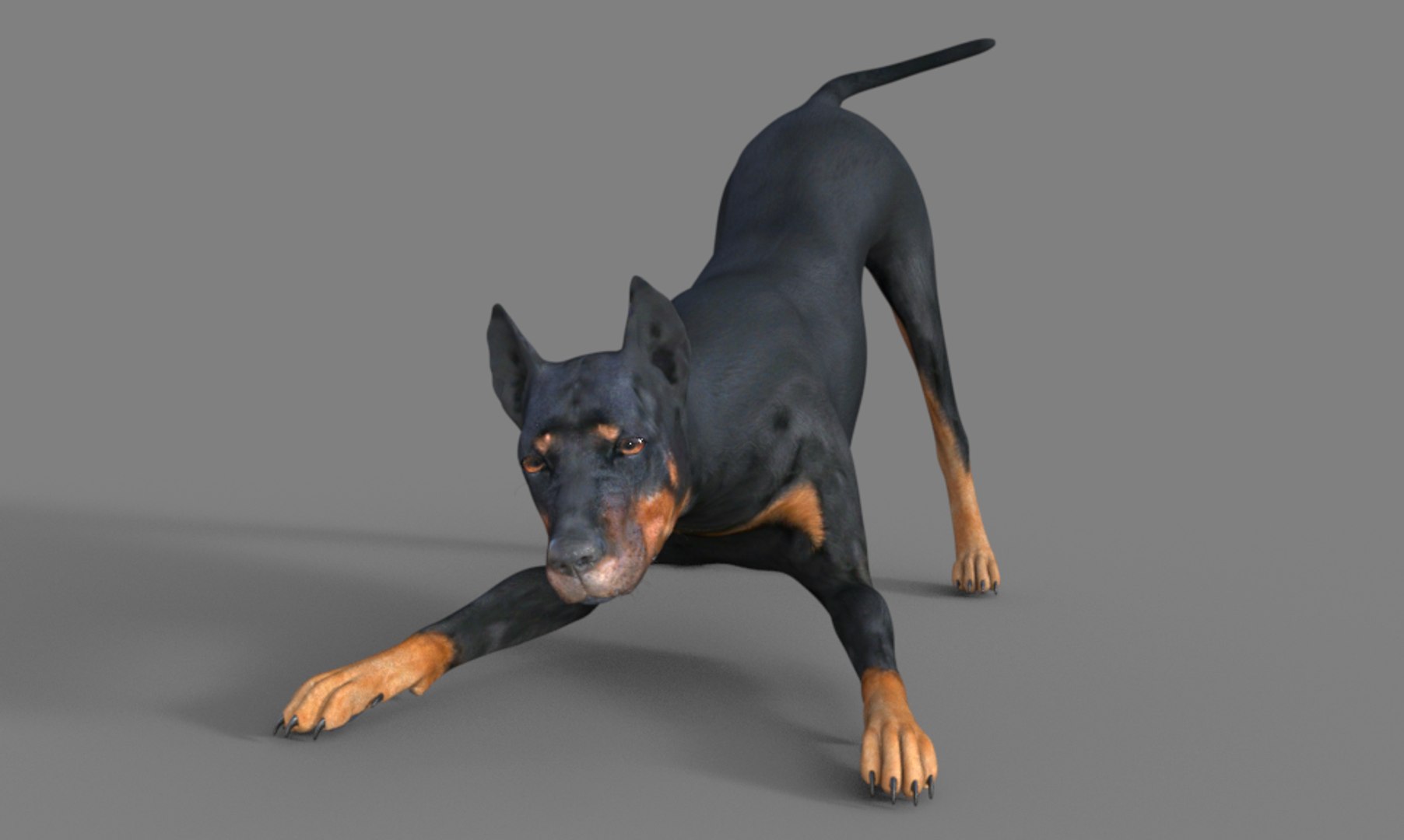 3D Doberman dog https://p.turbosquid.com/ts-thumb/9w/bBzAV2/lk/dogdober01/png/1744926694/1920x1080/fit_q87/9f65a38b7ce56c63b67a6339d04c449aa8774fdf/dogdober01.jpg
