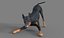 Pies rasy doberman