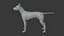 Pies rasy doberman