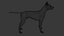 Pies rasy doberman