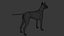 Pies rasy doberman