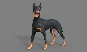 3D Doberman dog