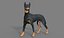 Pies rasy doberman