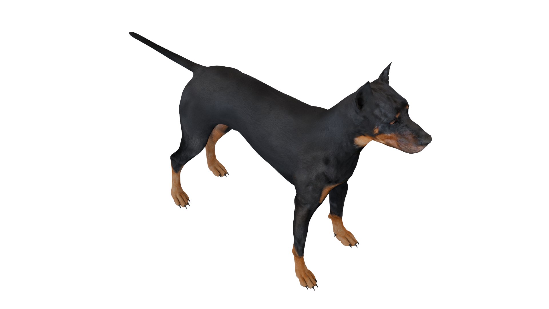 3D Doberman dog https://p.turbosquid.com/ts-thumb/9w/bBzAV2/x0/dogdober14/png/1744926700/1920x1080/fit_q87/2b17080b5f697209d51c059e19994587eda11afd/dogdober14.jpg