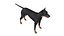 Pies rasy doberman