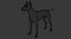 Pies rasy doberman