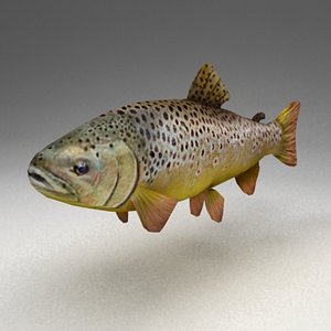 trout 3d model