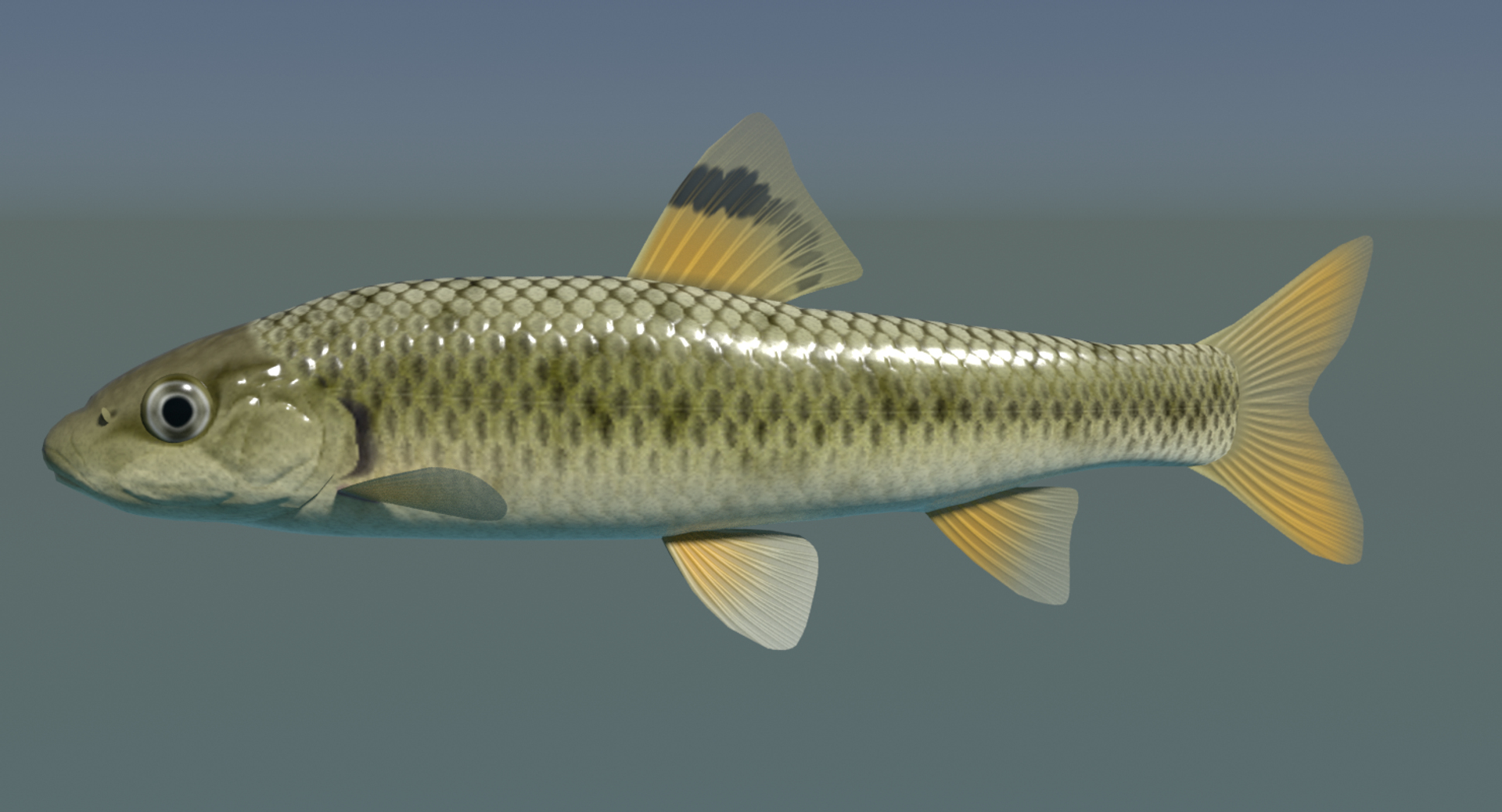 3d Model Sarcocheilichthys Biwahigai