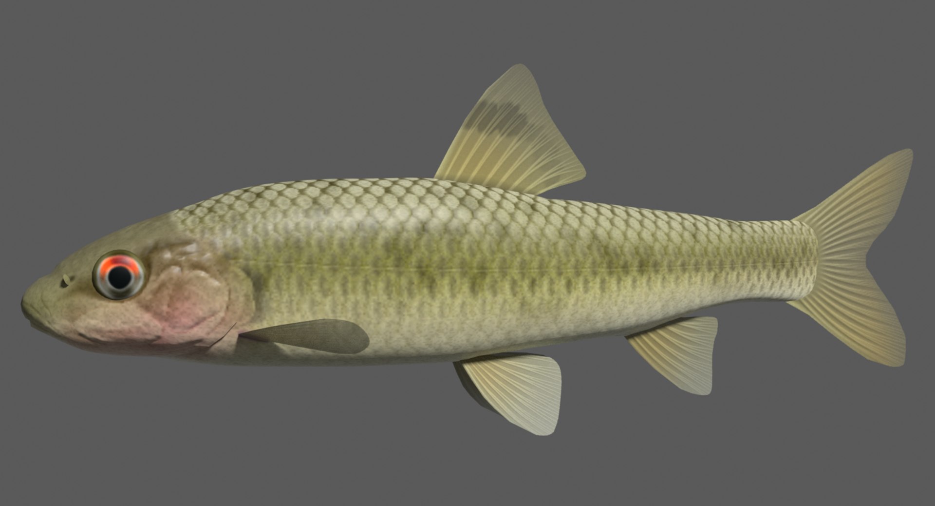 3d Model Sarcocheilichthys Biwahigai