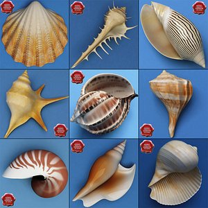 seashells v2 3d lwo