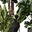 Pflanzen Band 954 – Geigenfeige – Banane – Gummibaum – Monstera