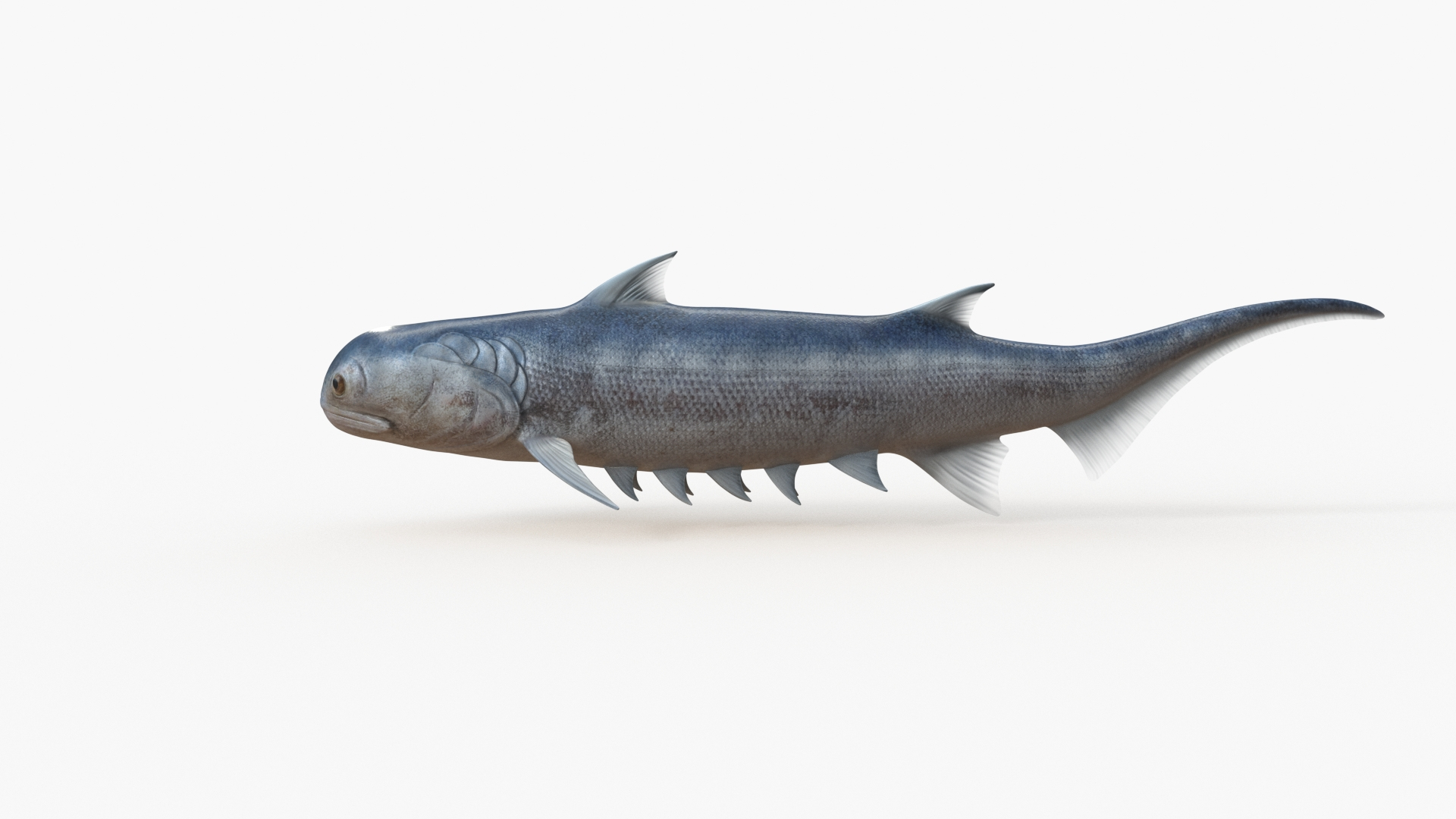 3D Acanthodii fish https://p.turbosquid.com/ts-thumb/9x/MFoh1w/2A/rotate/jpg/1621330031/1920x1080/turn_fit_q99/07ce19256ef4e87bbb41425a0a3e3d3a4de48918/rotate-1.jpg