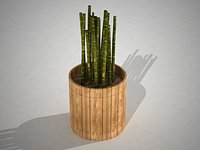 Maset of Bamboo o maseta de bamboo