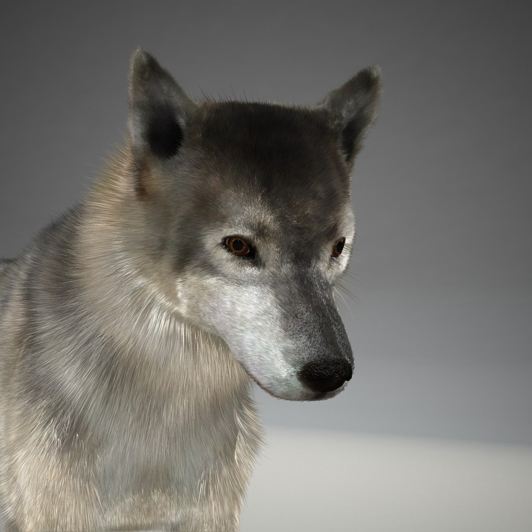 Realistic Wolf 3d 3ds