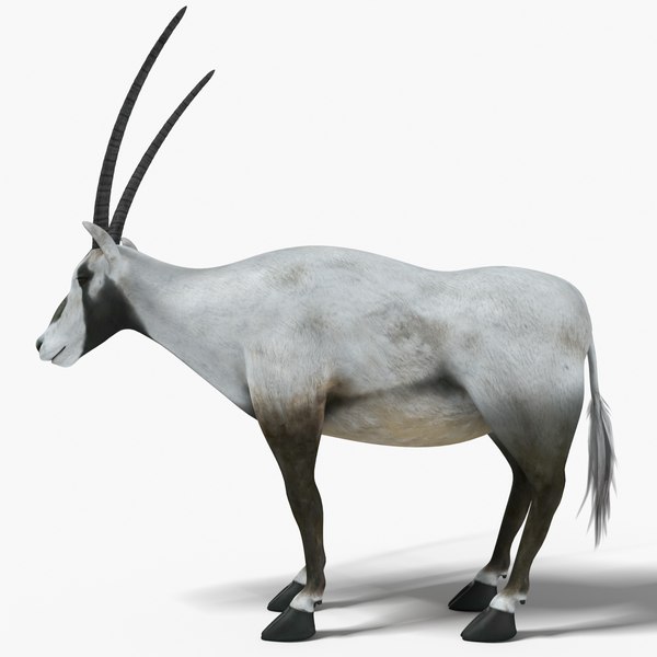 Arabian oryx arab 3D model - TurboSquid 1364278