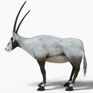 Arabian Oryx