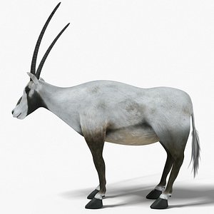 Arabian Oryx