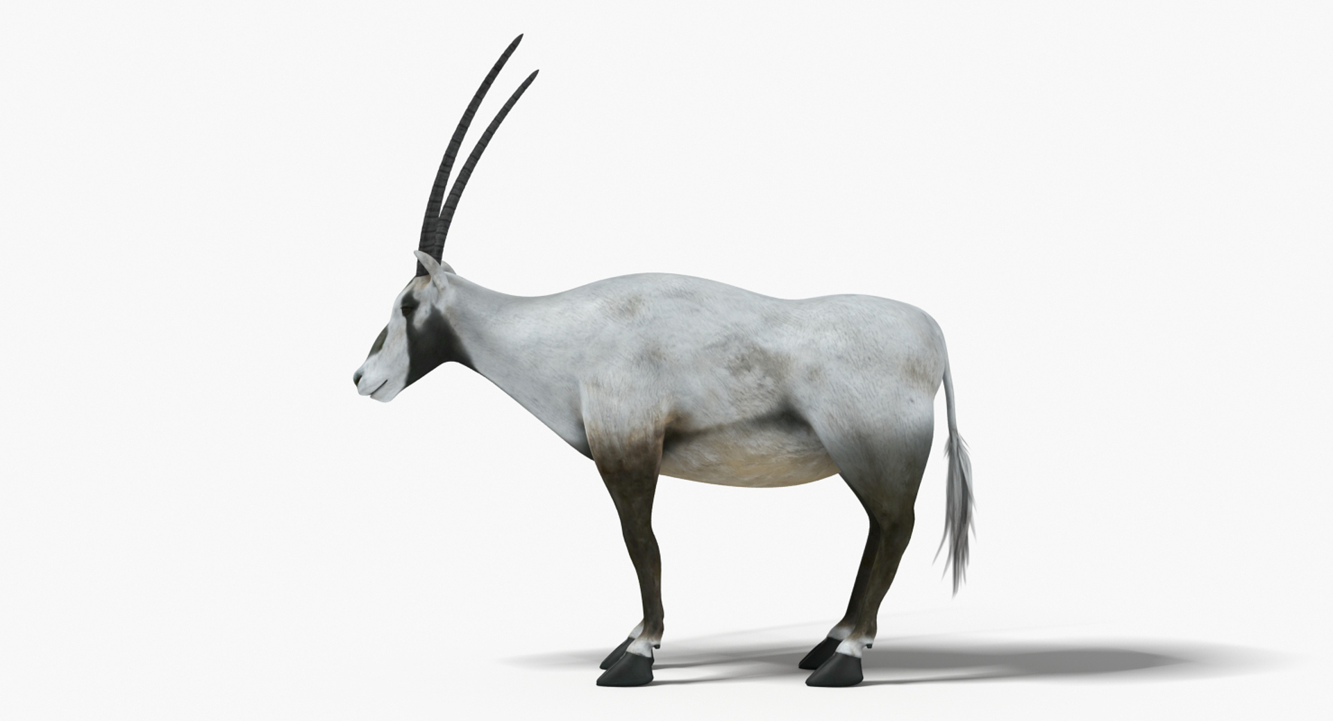 Arabian Oryx Arab 3D Model - TurboSquid 1364278