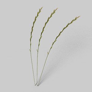 3d model of grass