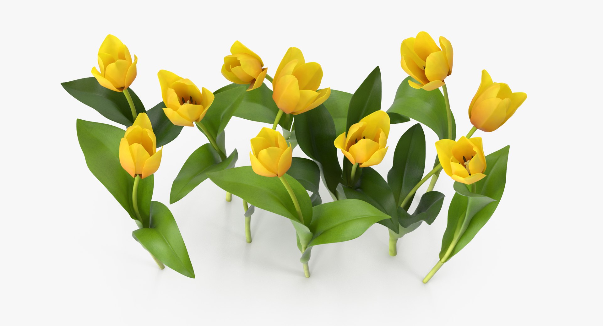 tulips 02 3D https://p.turbosquid.com/ts-thumb/9x/eV3GKw/DT2c5oqR/tulips_version_04_yellow_002_thumbnail_0005/jpg/1567000880/1920x1080/fit_q87/f497a6f2fb57266f84ed6af270a4935f037b3e49/tulips_version_04_yellow_002_thumbnail_0005.jpg