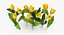 Collezione di tulipani 02