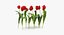 Collezione di tulipani 02