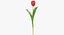 Collezione di tulipani 02