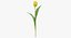 Collezione di tulipani 02