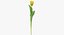 Collezione di tulipani 02