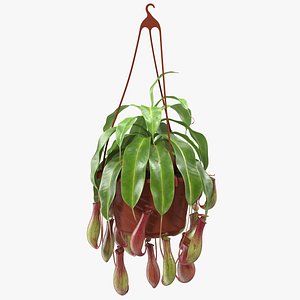 carnivorous plant hanging pot 3D