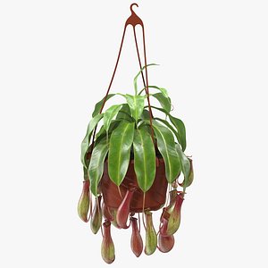 Carnivorous Plant in Hanging Pot