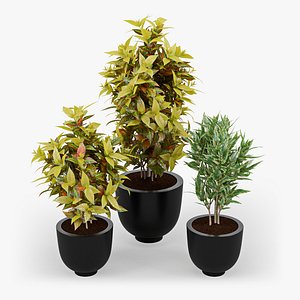 Codiaeum Variegatum