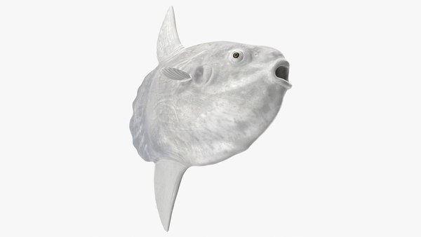 3D модель Океанская солнечная рыба обыкновенная Мола - TurboSquid 1828426