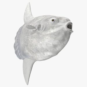 3D Ocean Sunfish Common Mola model