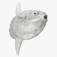 Ocean Sunfish Common Mola