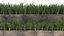 Ornamental grass in a rusty flower pot for the interior 939
